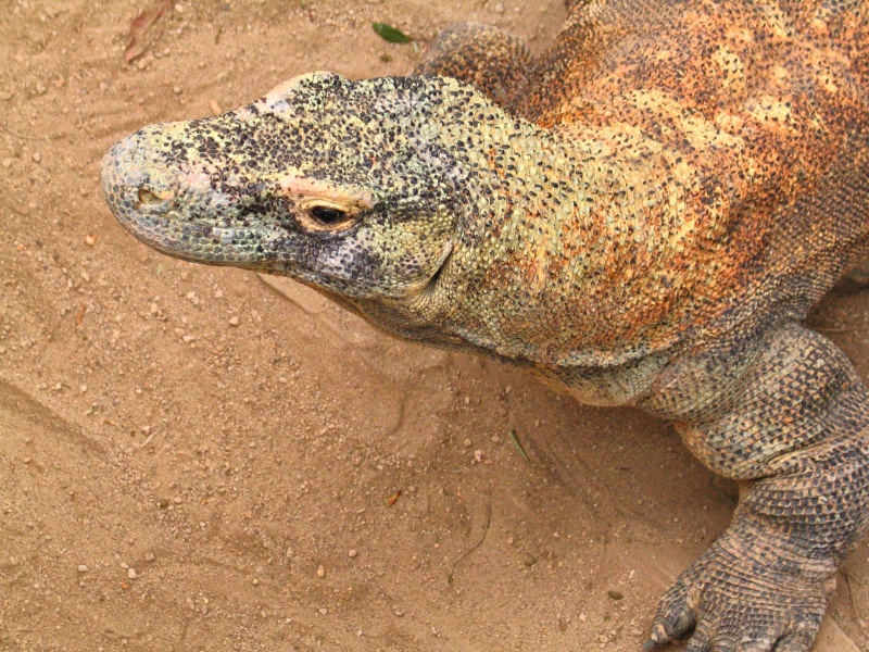 ��� �������  , ��� �����, ��� ������ ������� 2017 komodo_dragon-800x60