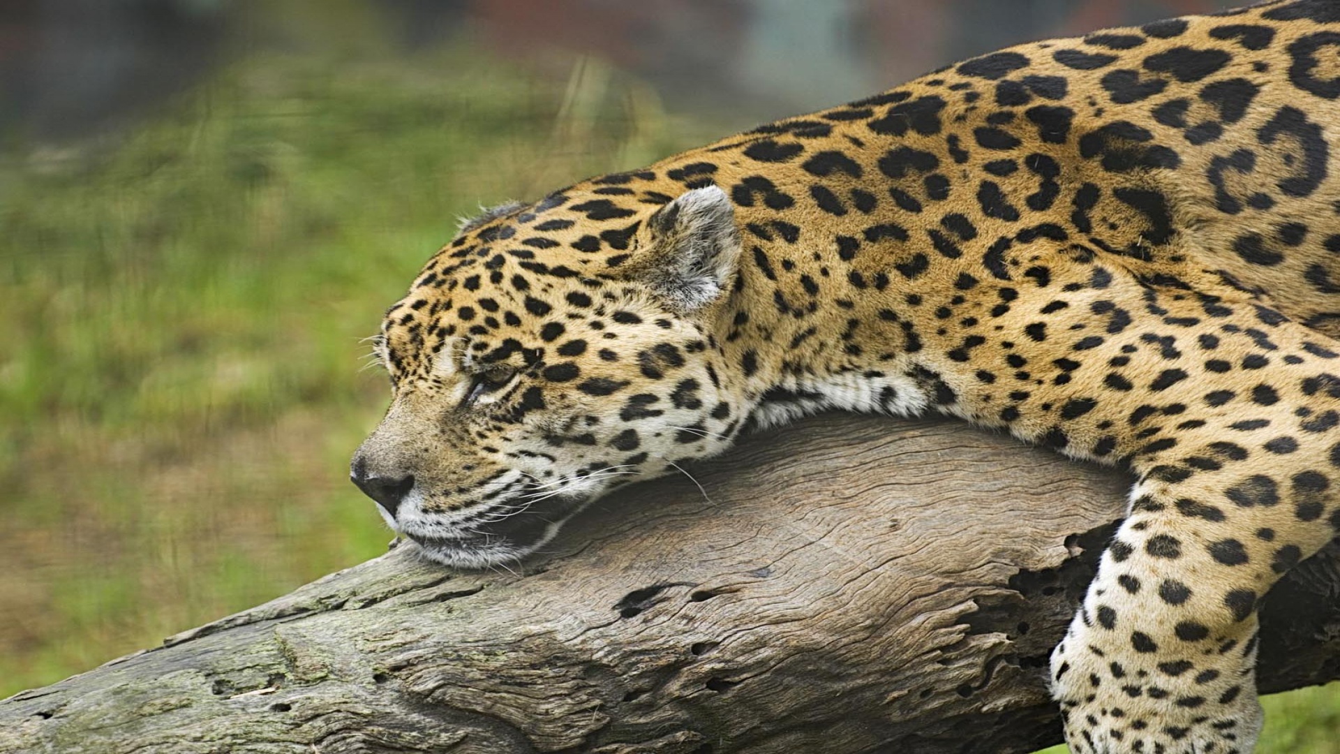 Leopard - 1920x1080 - 767785