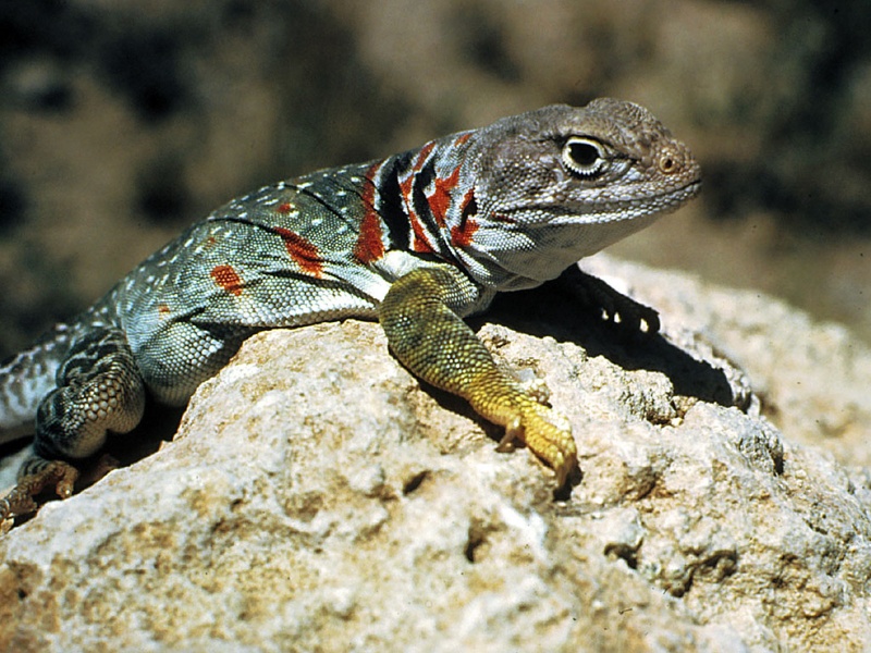 reptiles wallpapers 2017, reptiles pictures, reptiles 2017 lizard-800x600.jpg