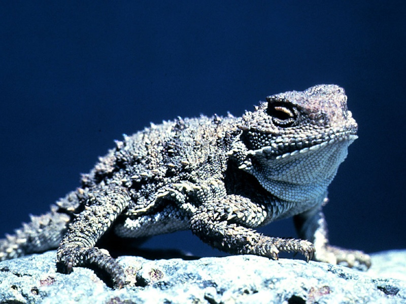 reptiles wallpapers 2017, reptiles pictures, reptiles 2017 lizard3-800x600.jpg