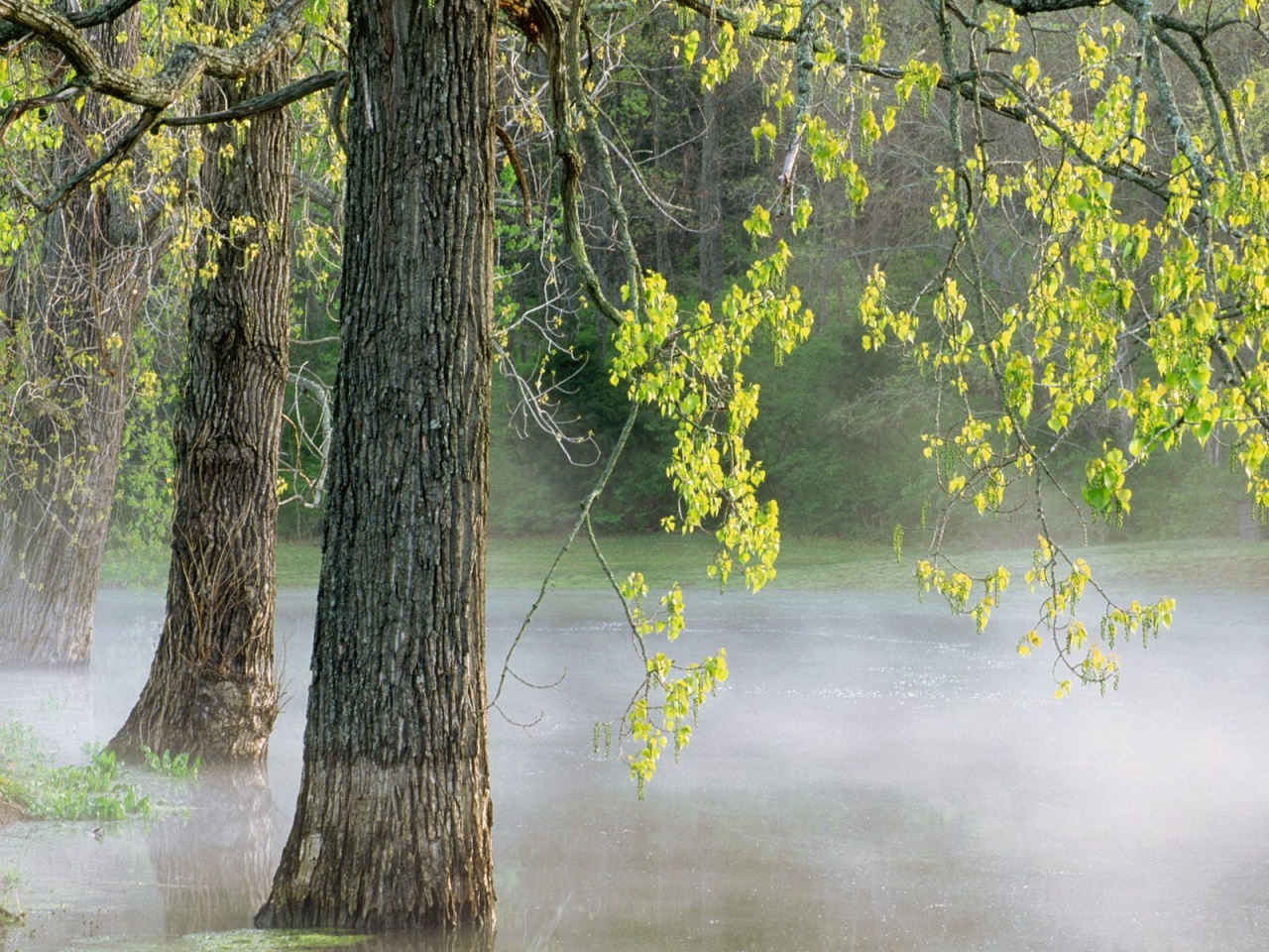 Morning Fog, Percy Warner Park, Tennessee   1600