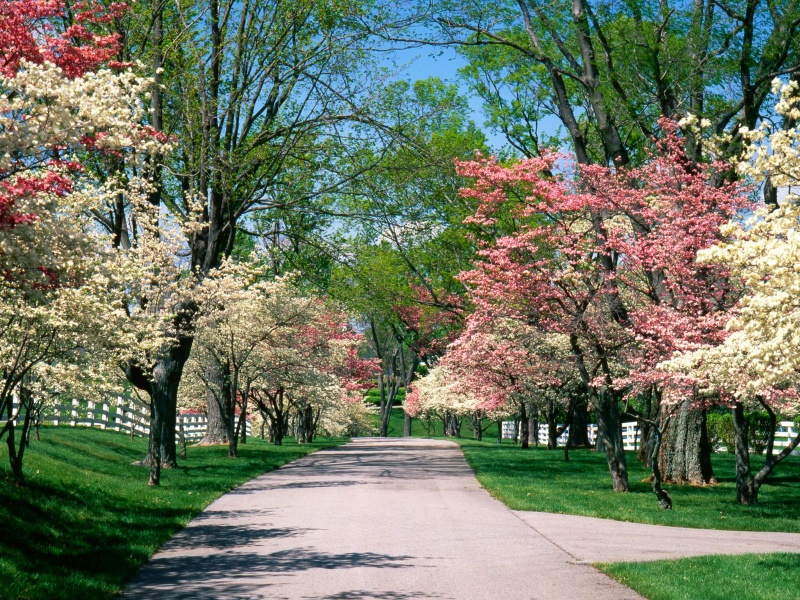 Pink and White Dogwood Trees, Lexington, Kentuck
