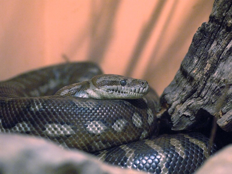 reptiles wallpapers 2017, reptiles pictures, reptiles 2017 snake1-800x600.jpg