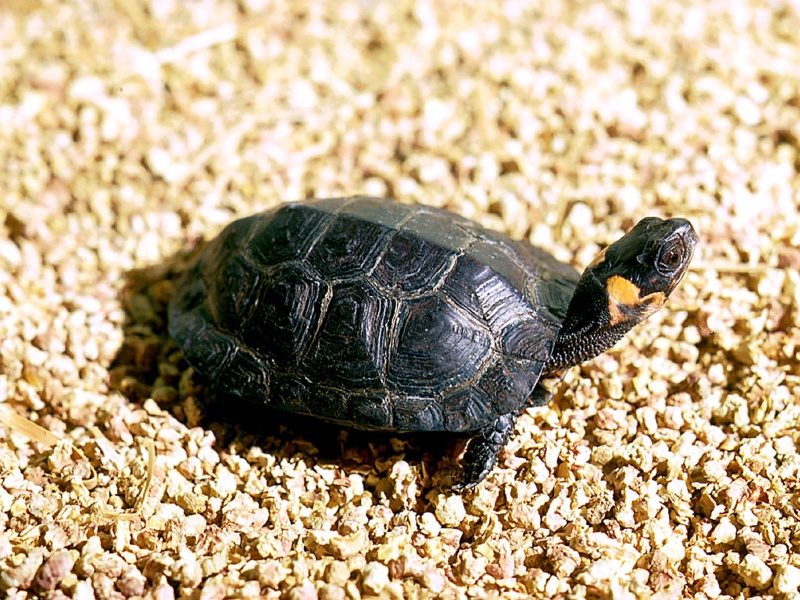 ��� �������  , ��� �����, ��� ������ ������� 2017 turtle-800x600.jpg