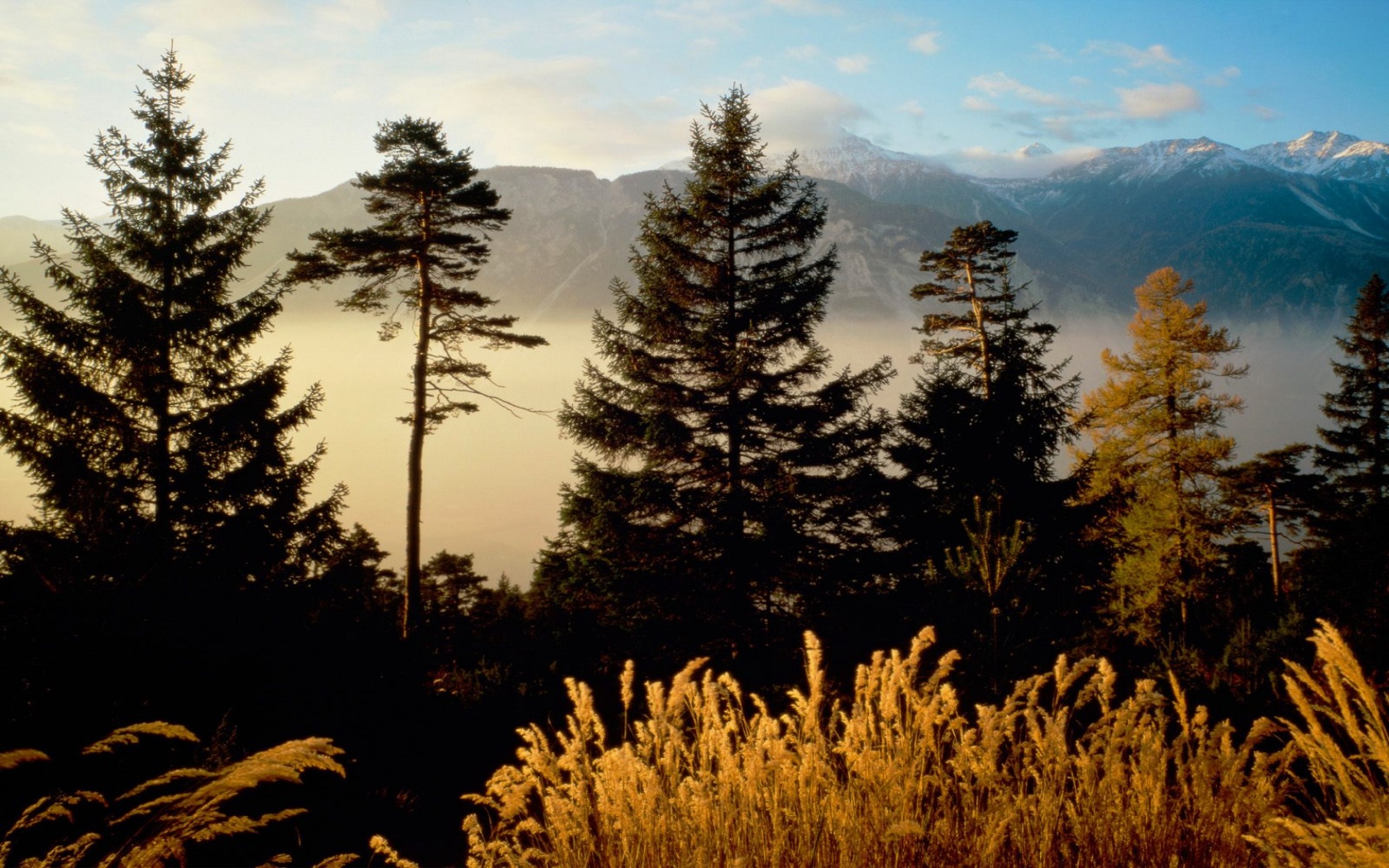 Twilight in the Woods, Valais, Switzerland   160