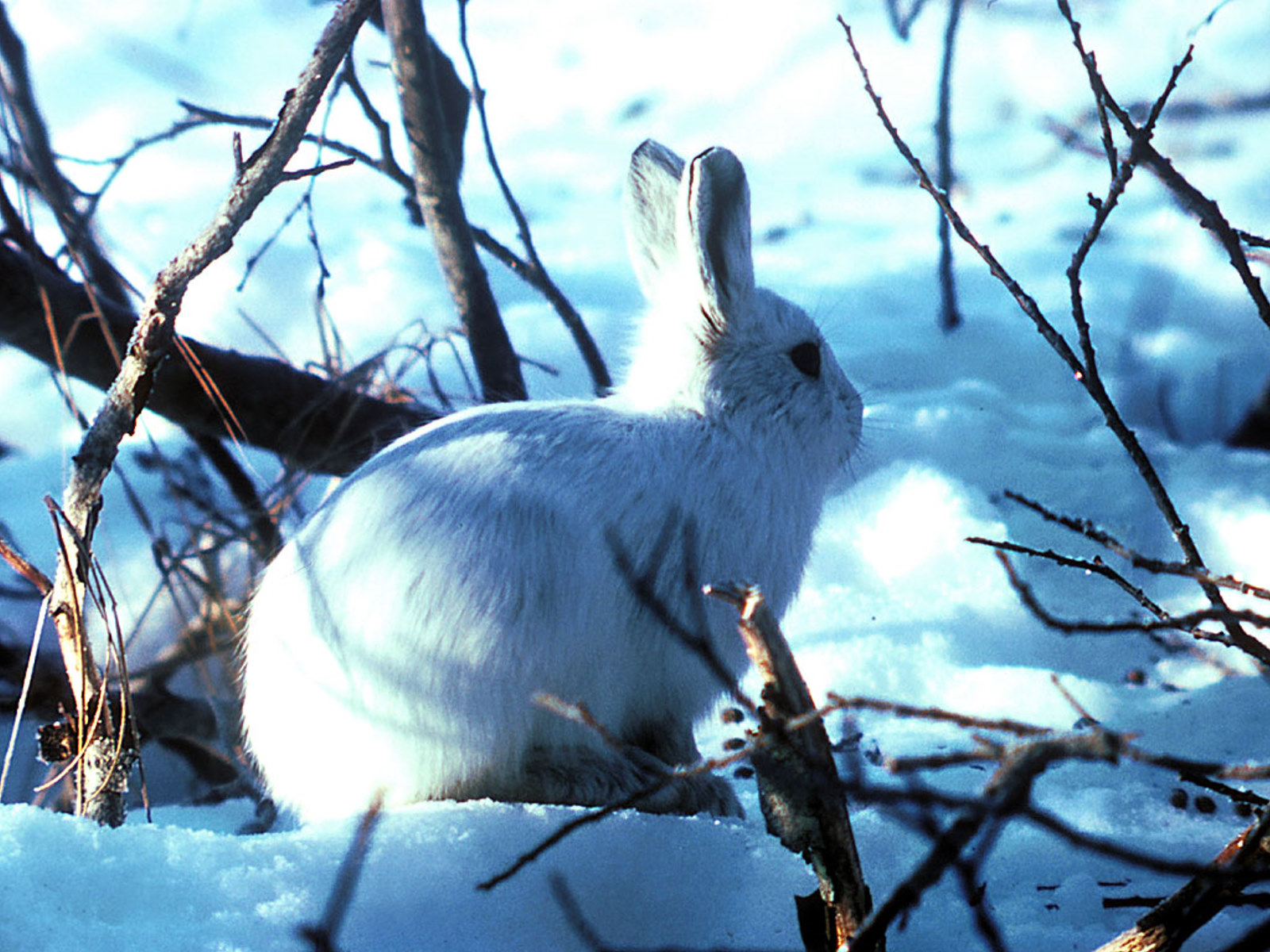 arctic hare