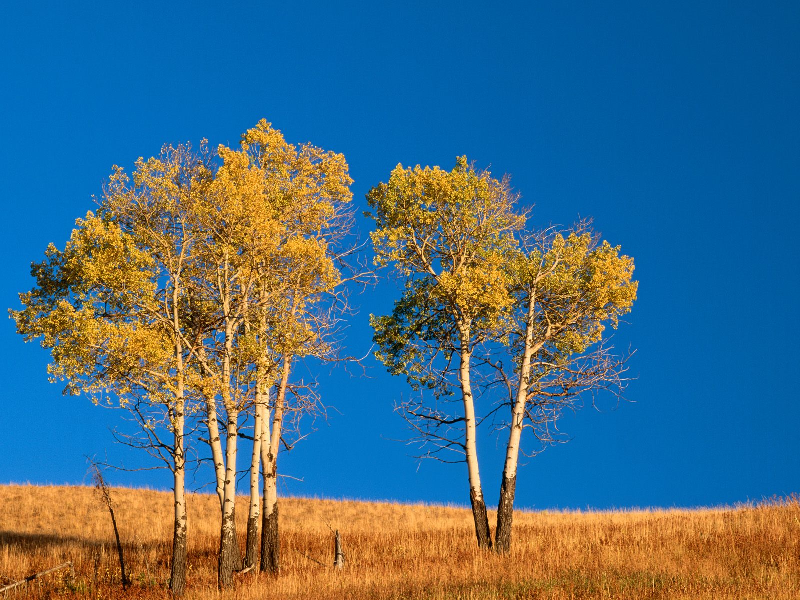 Autumn Aspen Trees, Yellowstone National Park, W