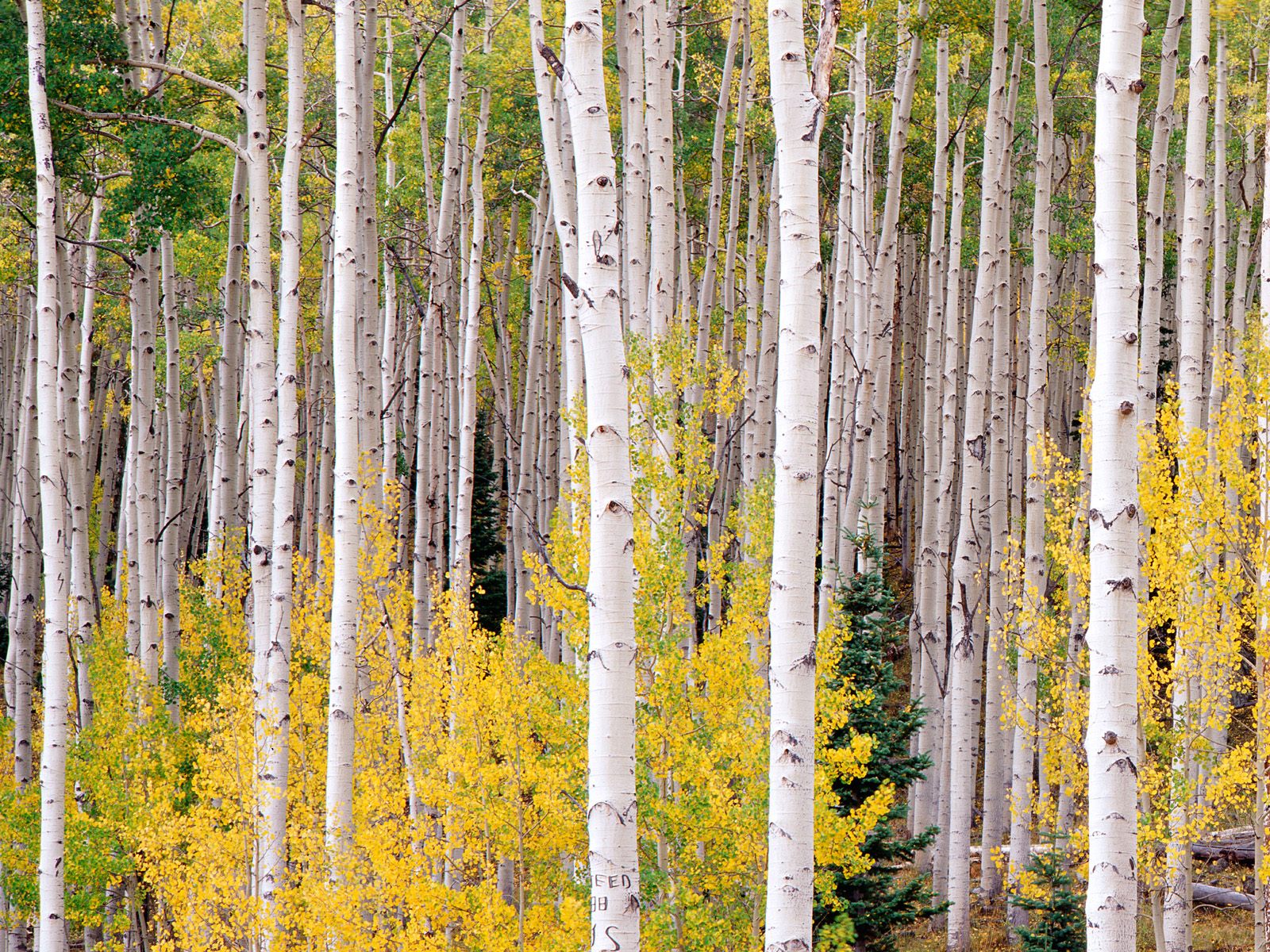 Autumn Aspens, Colorado      ID 42183