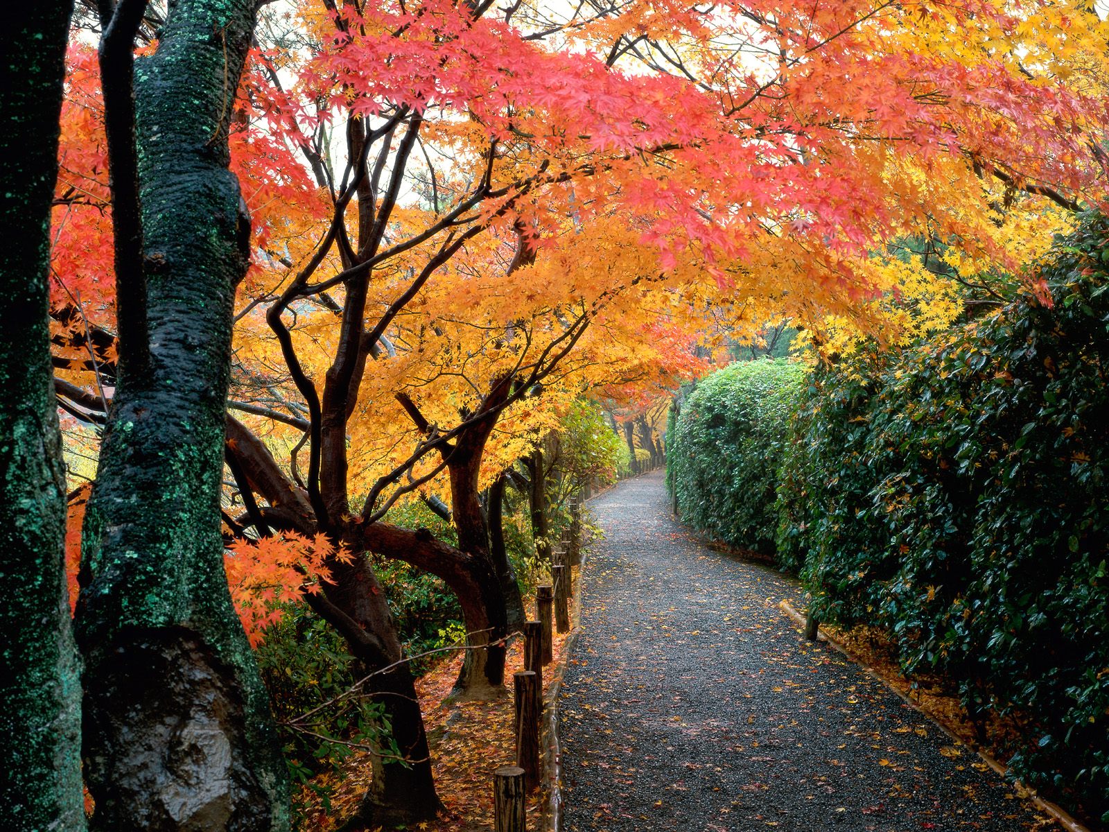 Autumn Colors, Kyoto, Japan      ID 413