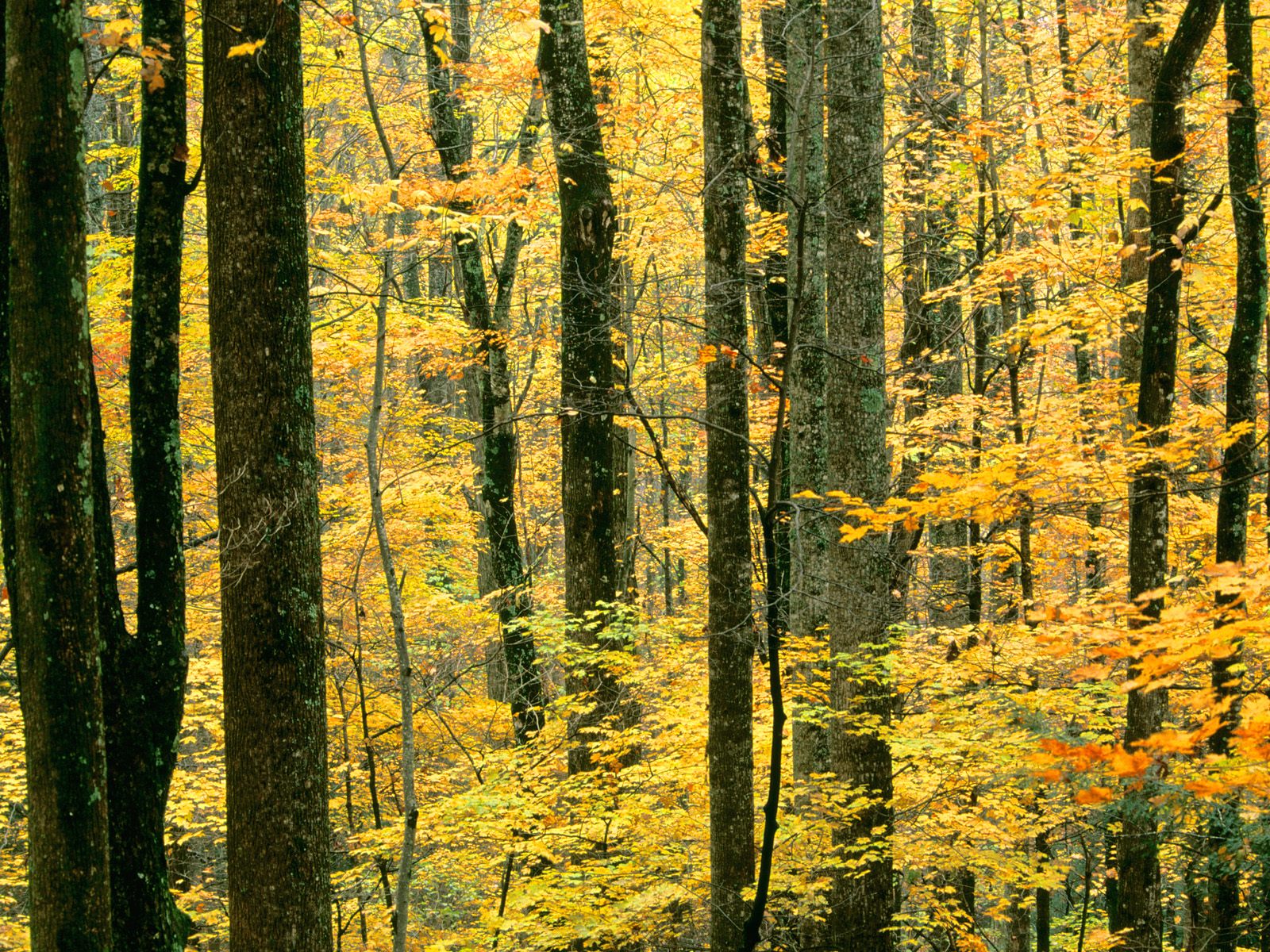 Autumn Forest, Great Smoky Mountains National Pa