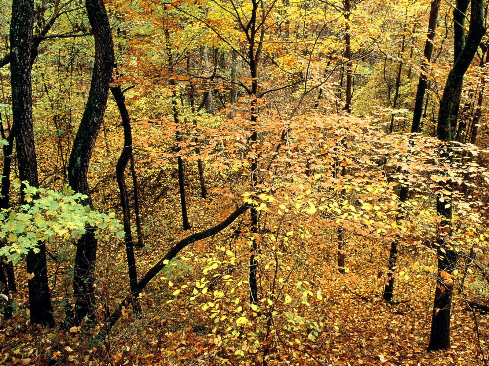Autumn Forest, Percy Warner Park, Nashville, Ten