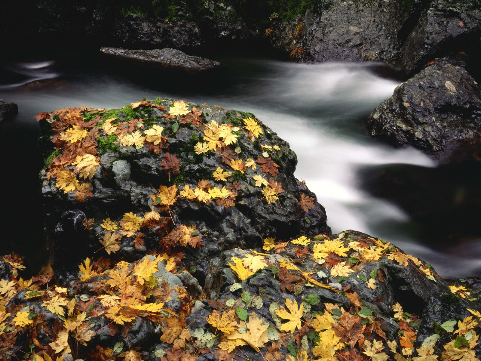 Autumn Leaf Covered Rock, Elk River, Oregon   16