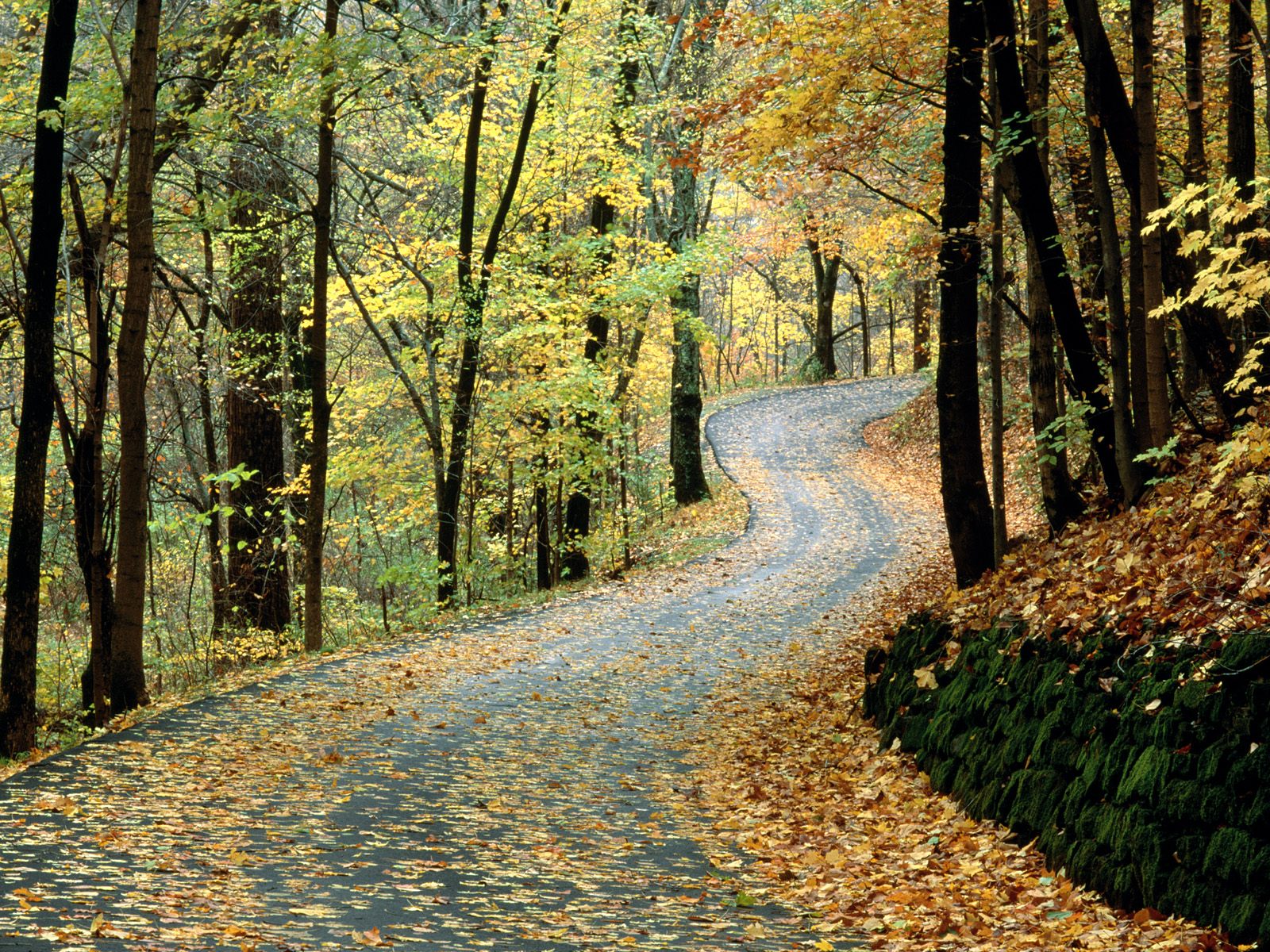Autumn Road, Percy Warner Park, Nashville, Tenne
