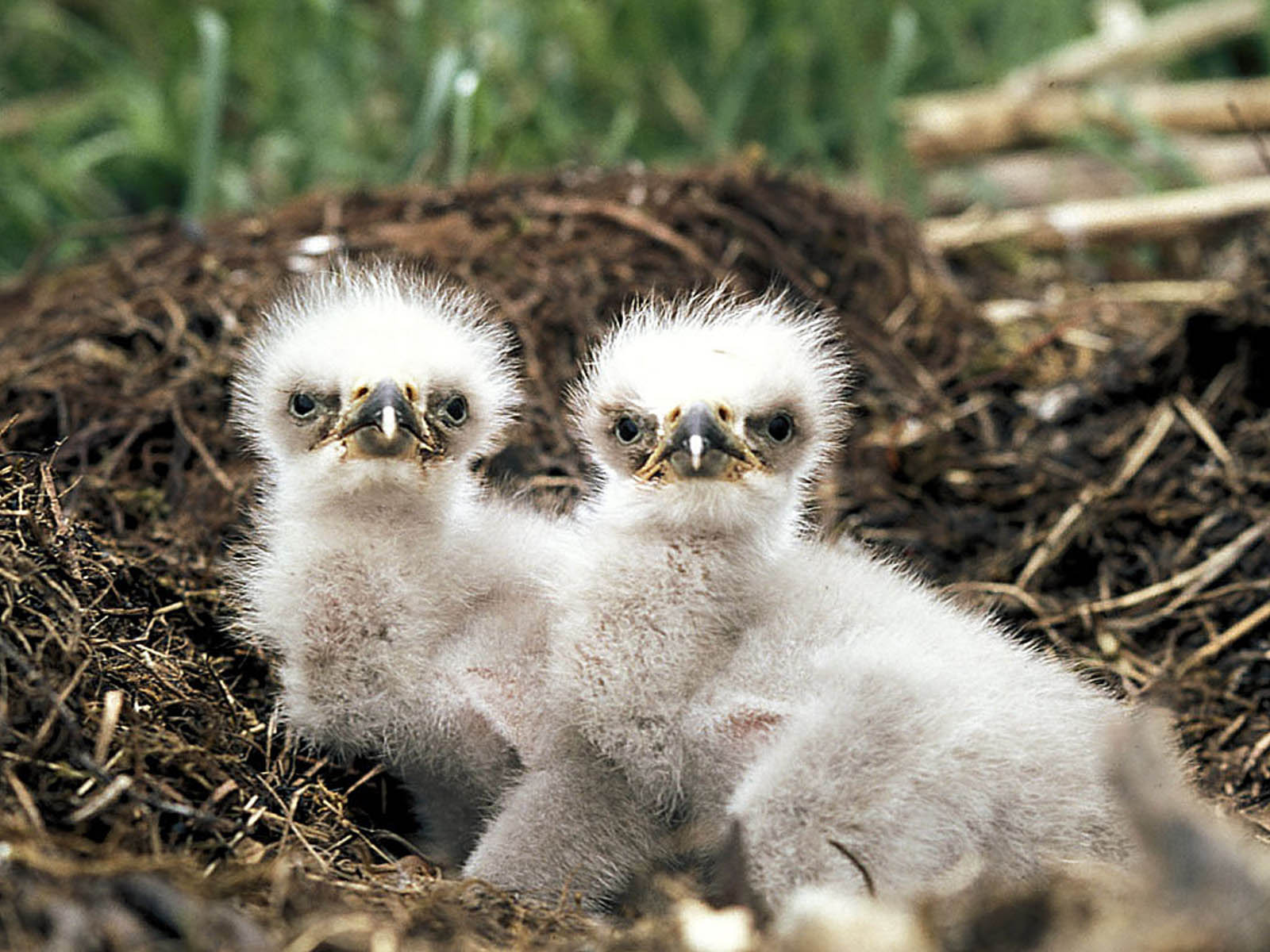 Bald Eagle Chicks