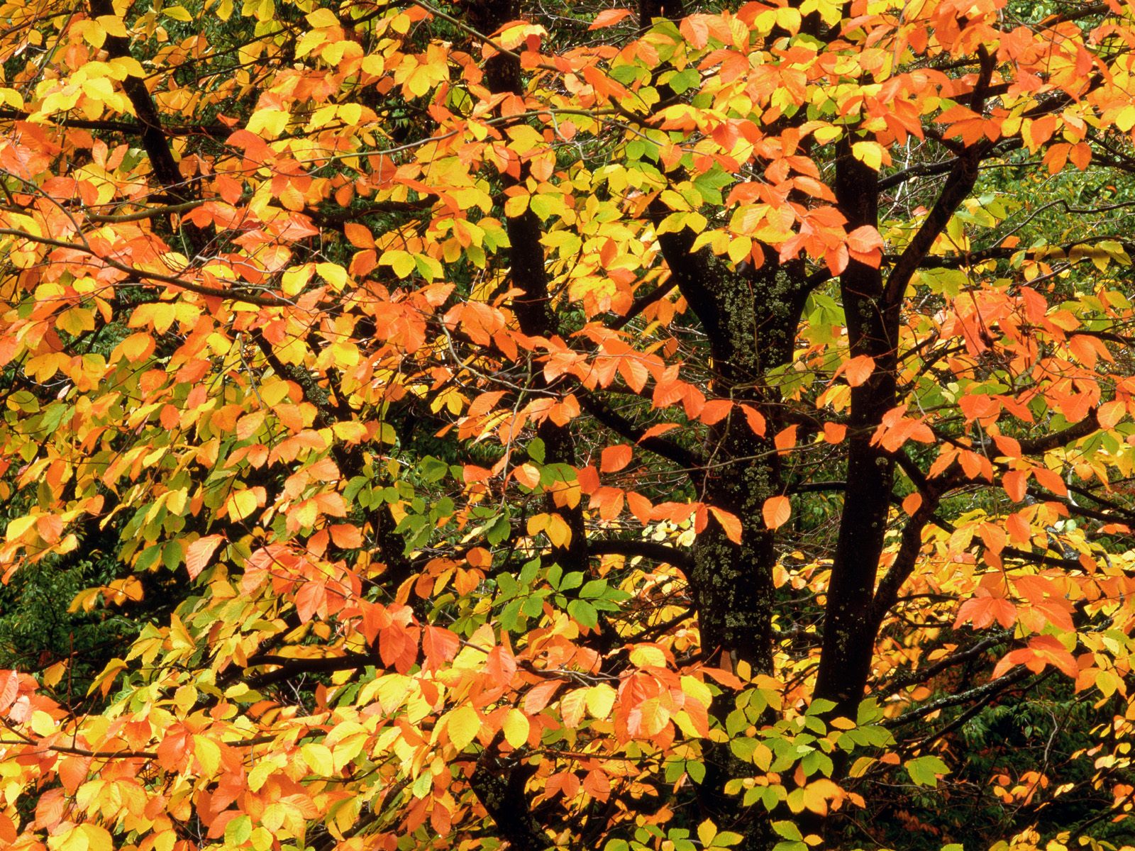 Beech Tree in Autumn, Washington Park, Portland