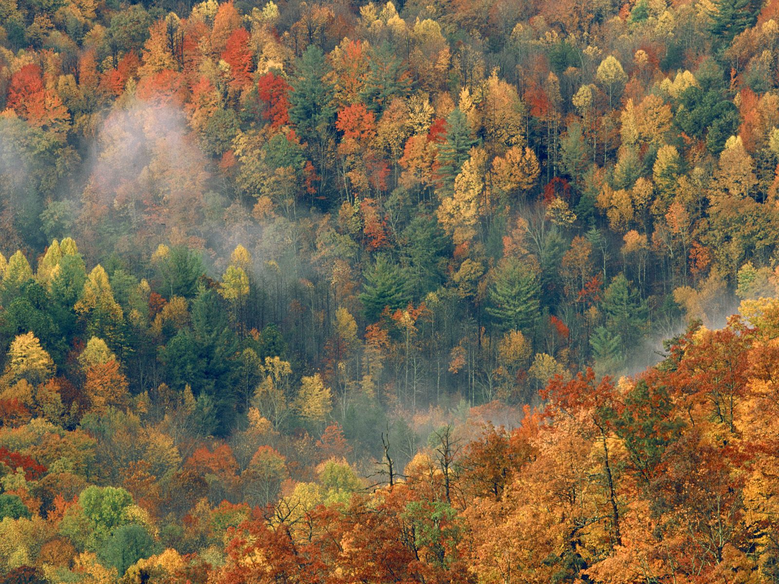 Colorful Autumn Forest, Great Smoky National Par