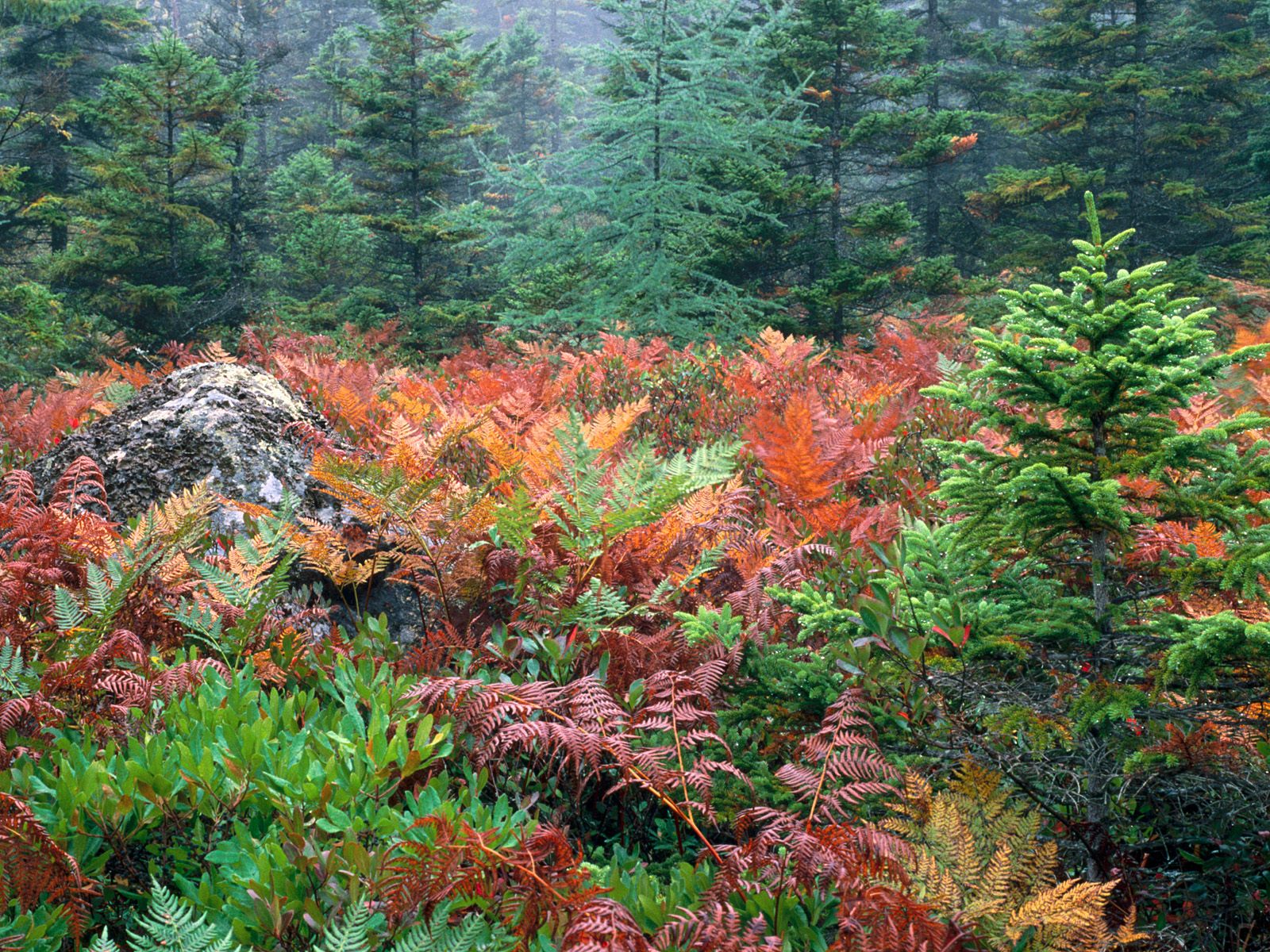 Colorful Ferns in Autumn, Acadia National Park,