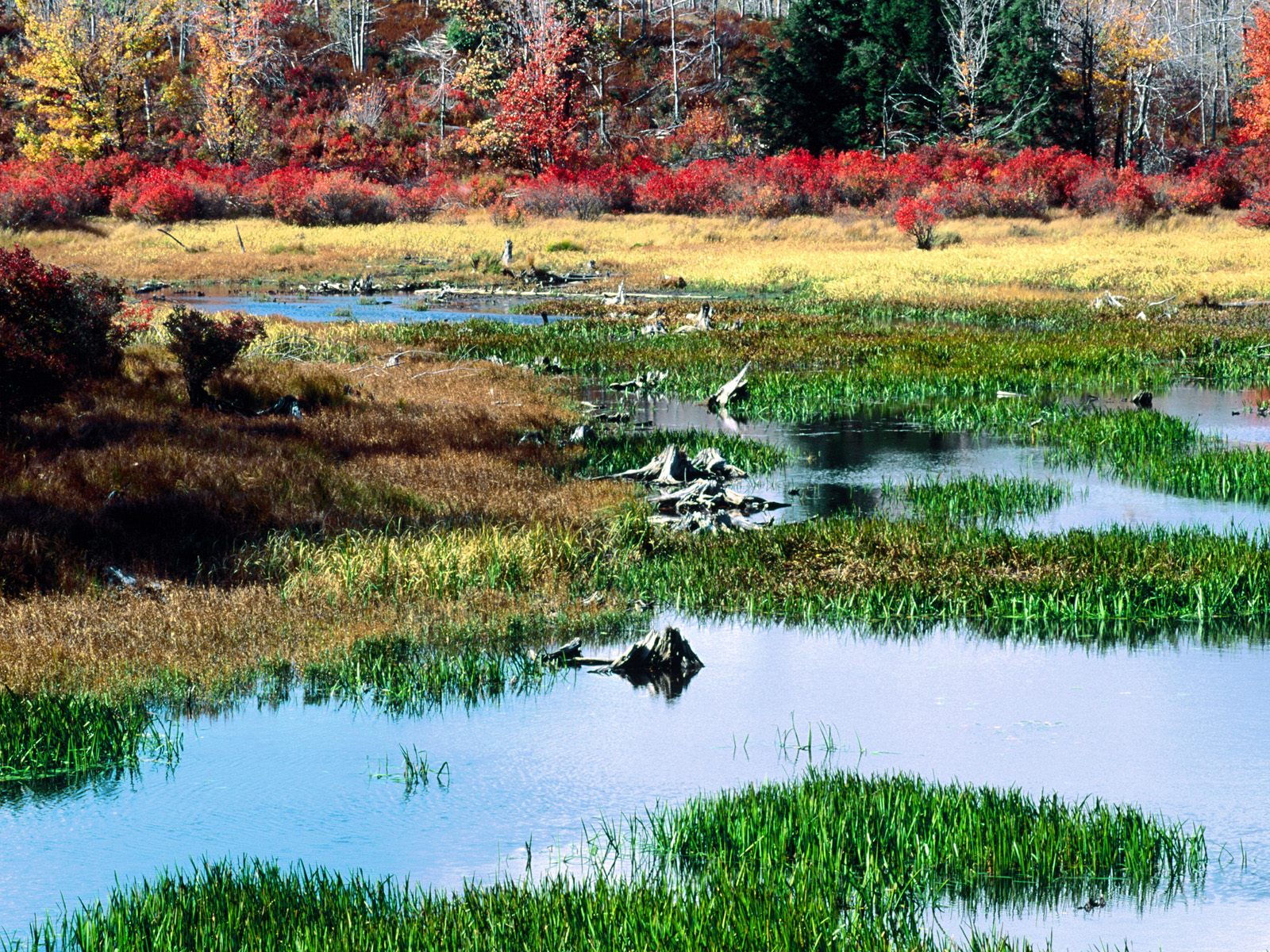 Fall Pond, Ricketts Glen State Park, Pennsylvani