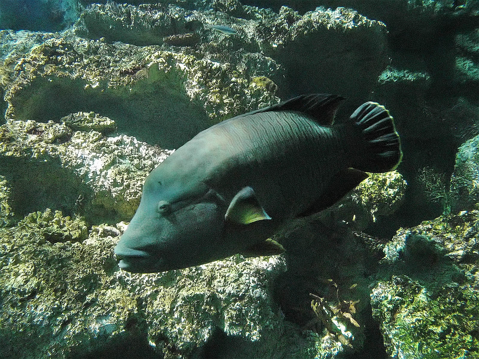 fish image