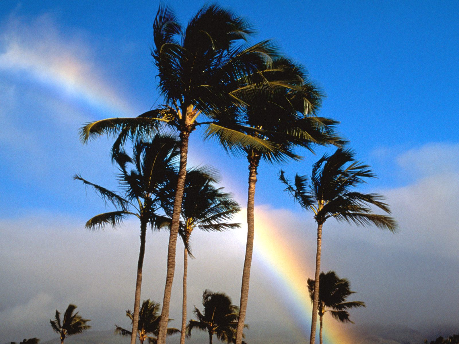 Hawaiian Rainbow      ID 41280