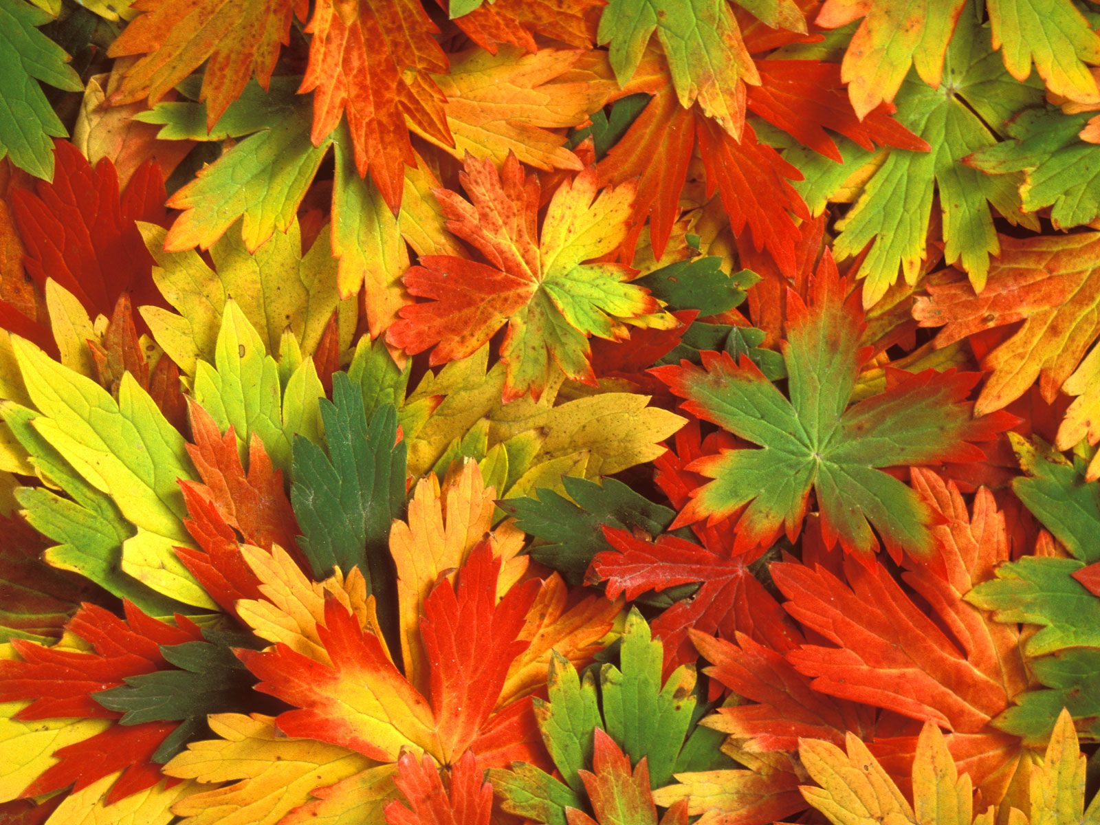 Kaleidoscope of Fall