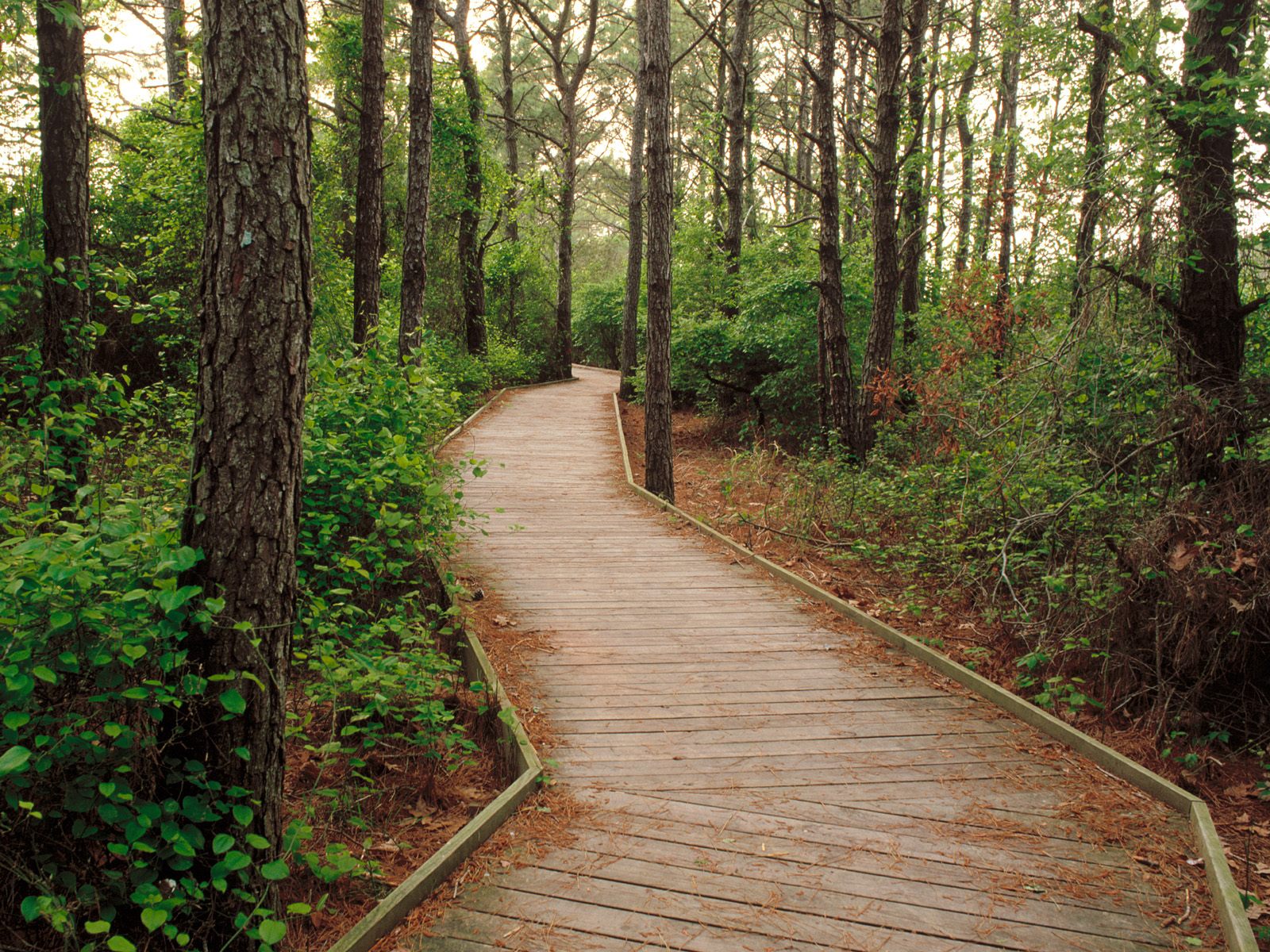 Life of the Forest Trail, Assateague Island, Ber