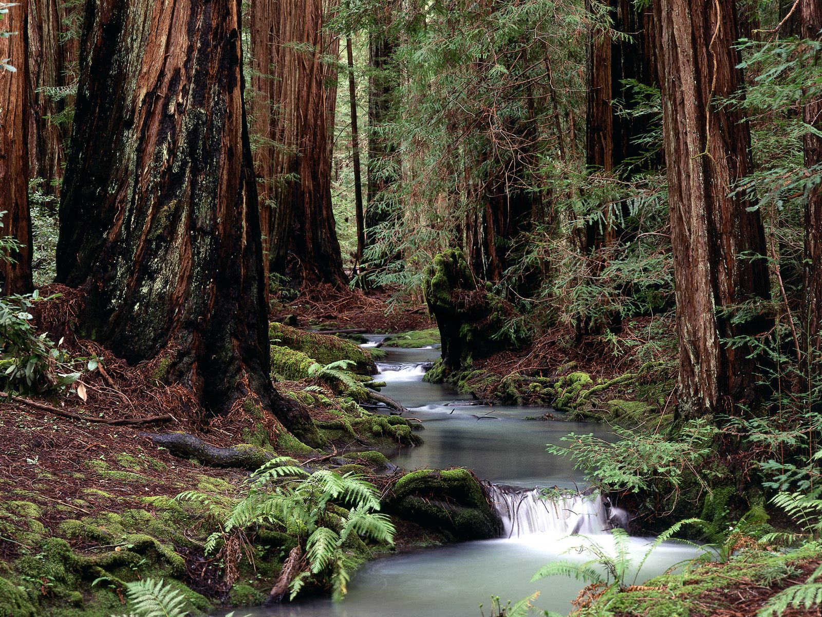 Montgomery Woods State Reserve, California   160