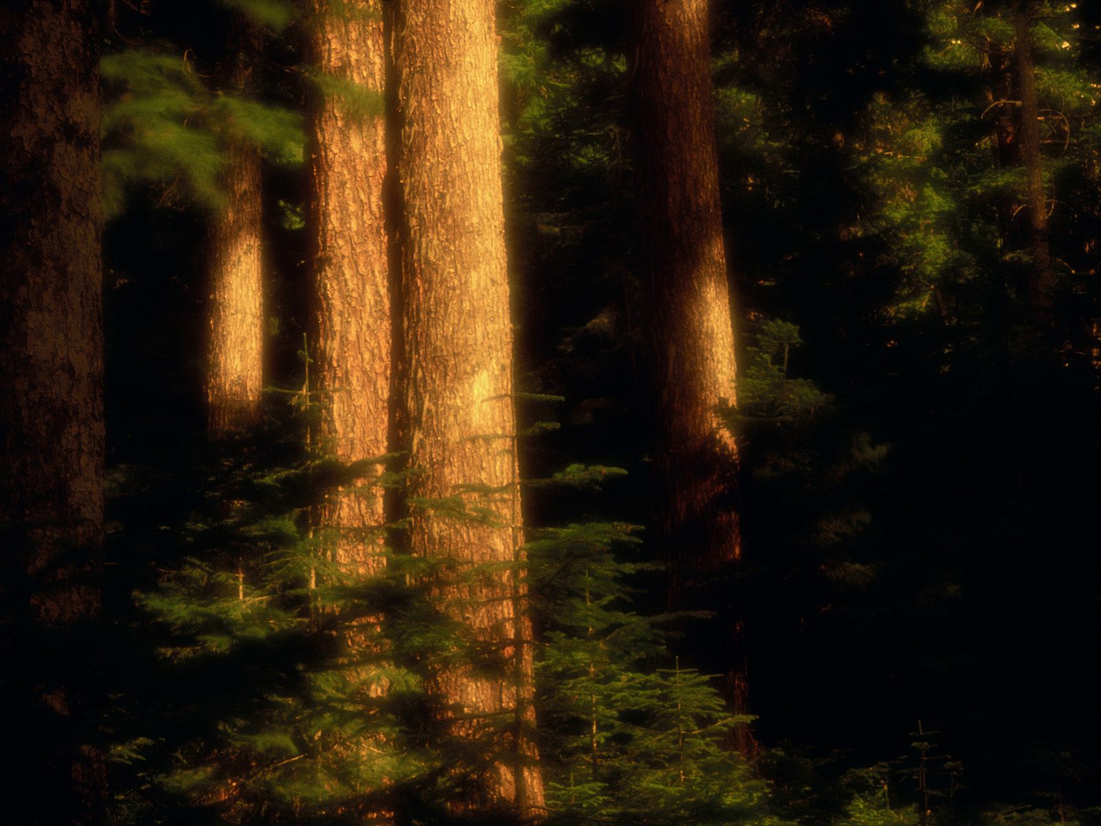 Old Growth Forest, Hood River County, Oregon   1