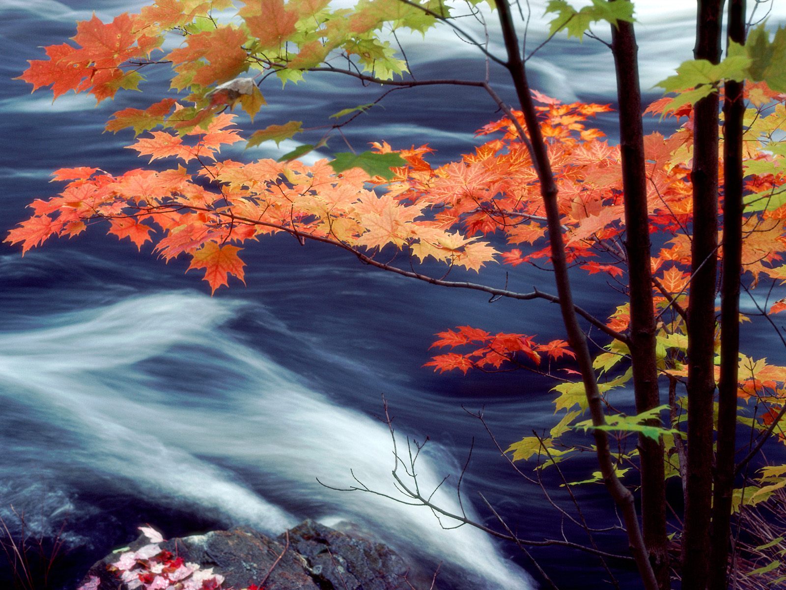 Oxtongue River, Ontario, Canada      ID