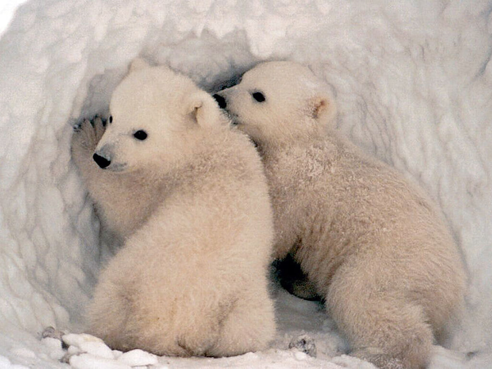 polar bears are cute
