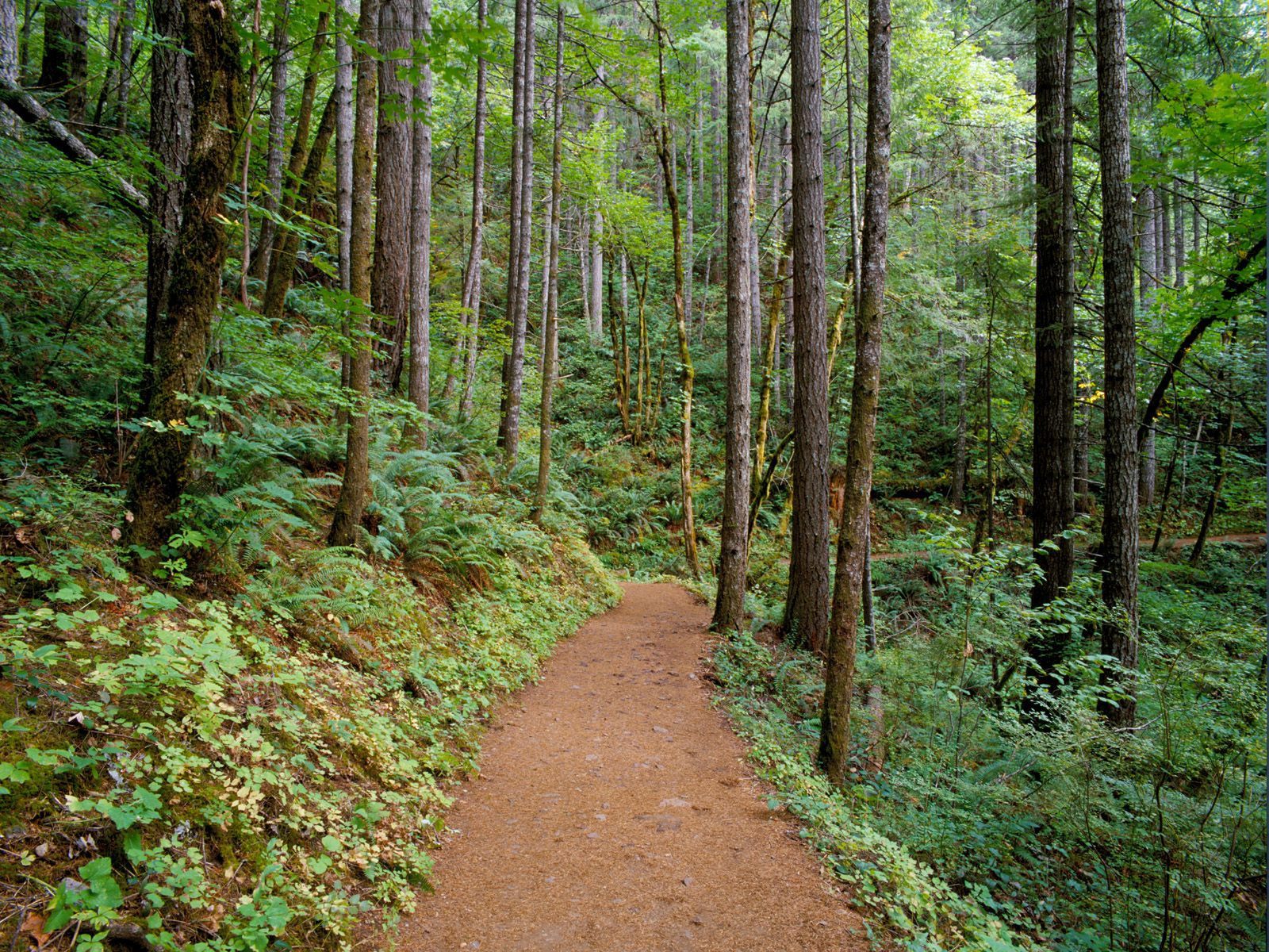 Quiet Trail, Columbia River Gorge, Oregon   1600