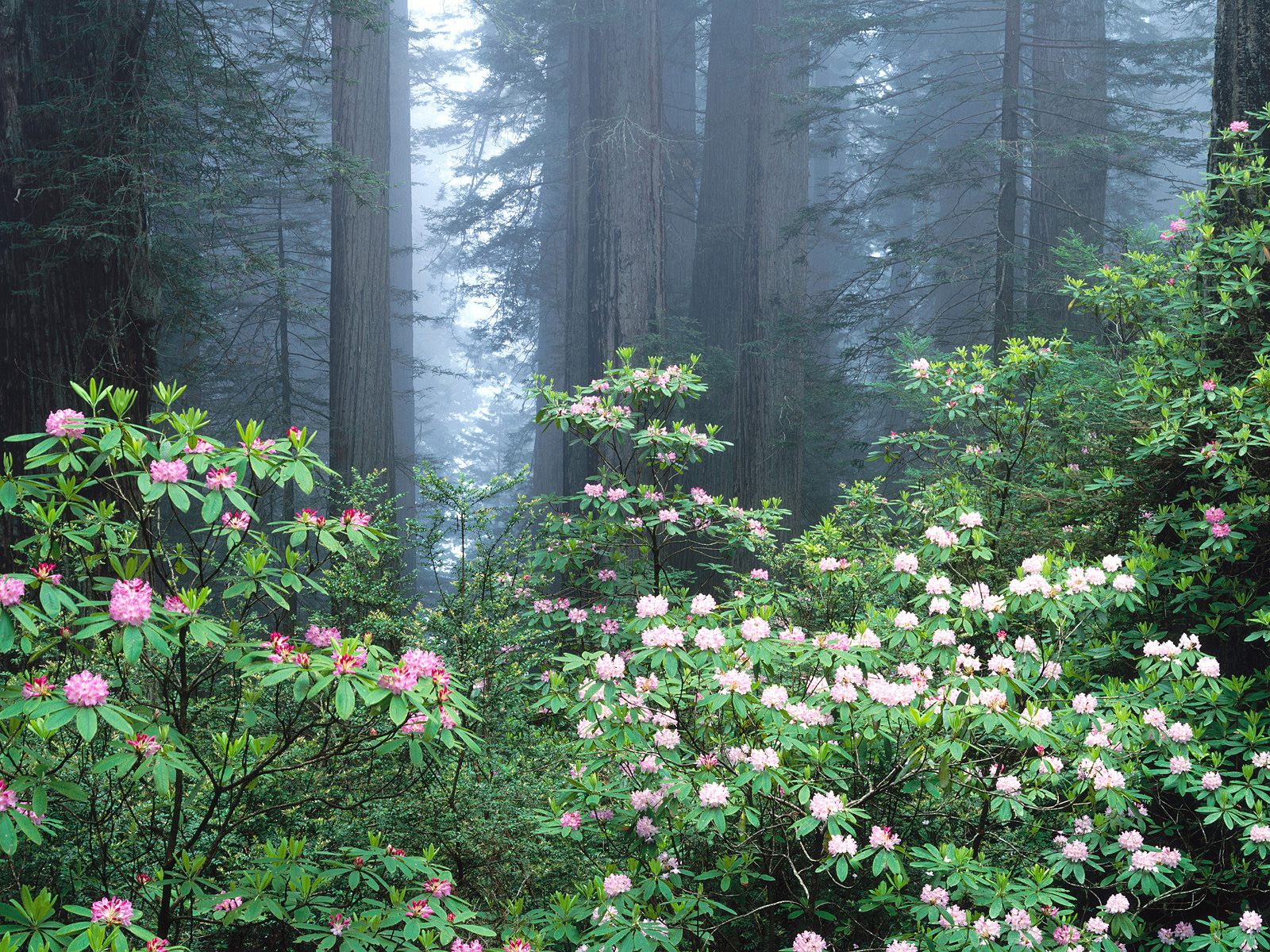 Redwoods and Blooming Rhododendrons, California