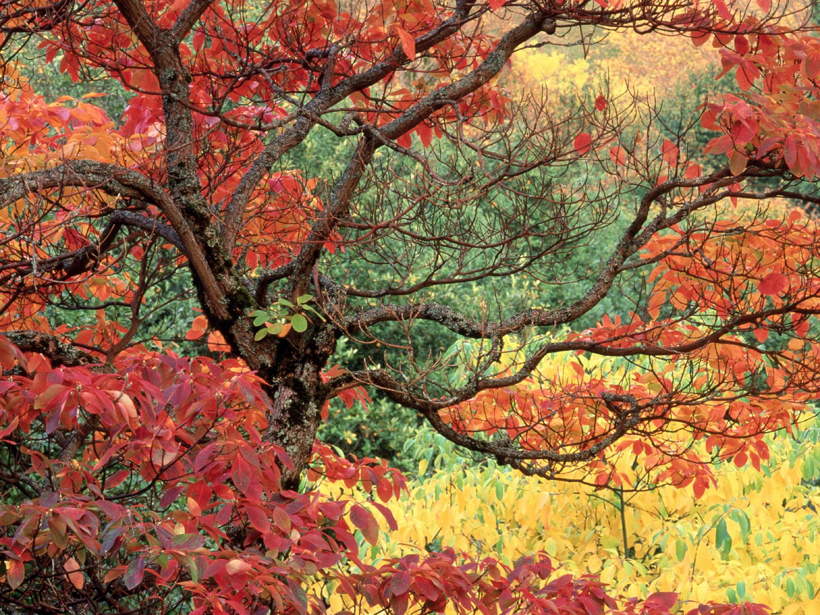 Sassafras in Autumn, Hoyt Arboretum, Portland, O