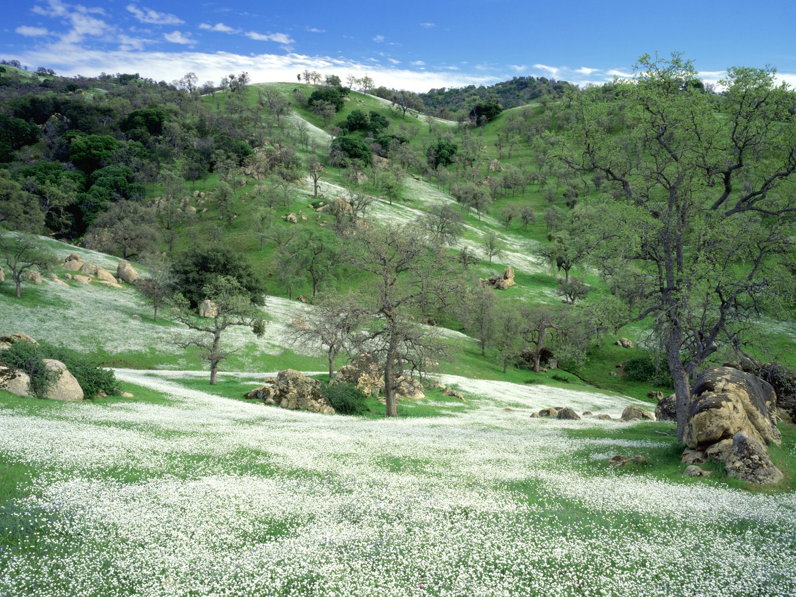 Spring Wildflowers and Oak Covered Hills, Kern C