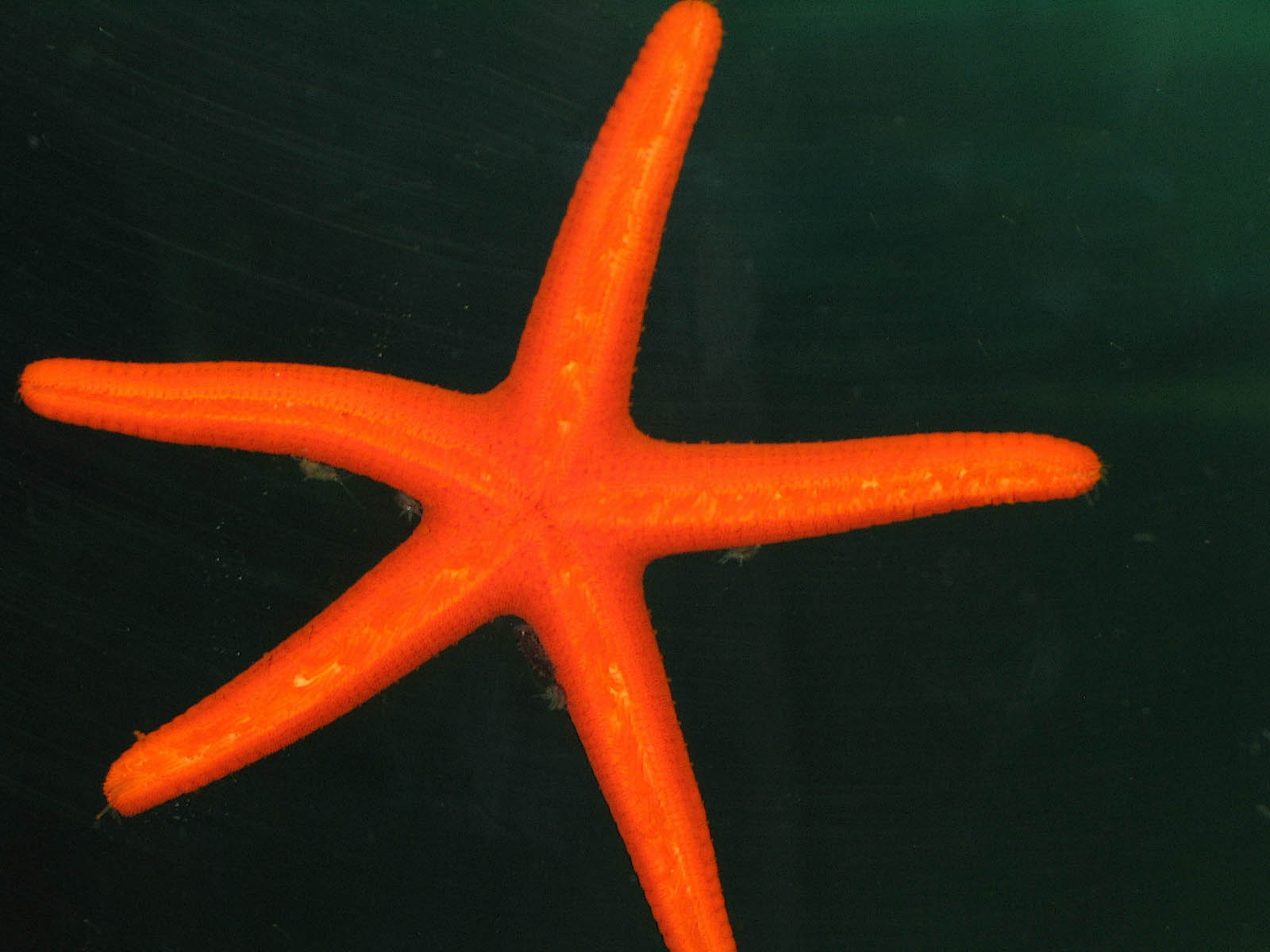 starfish picture