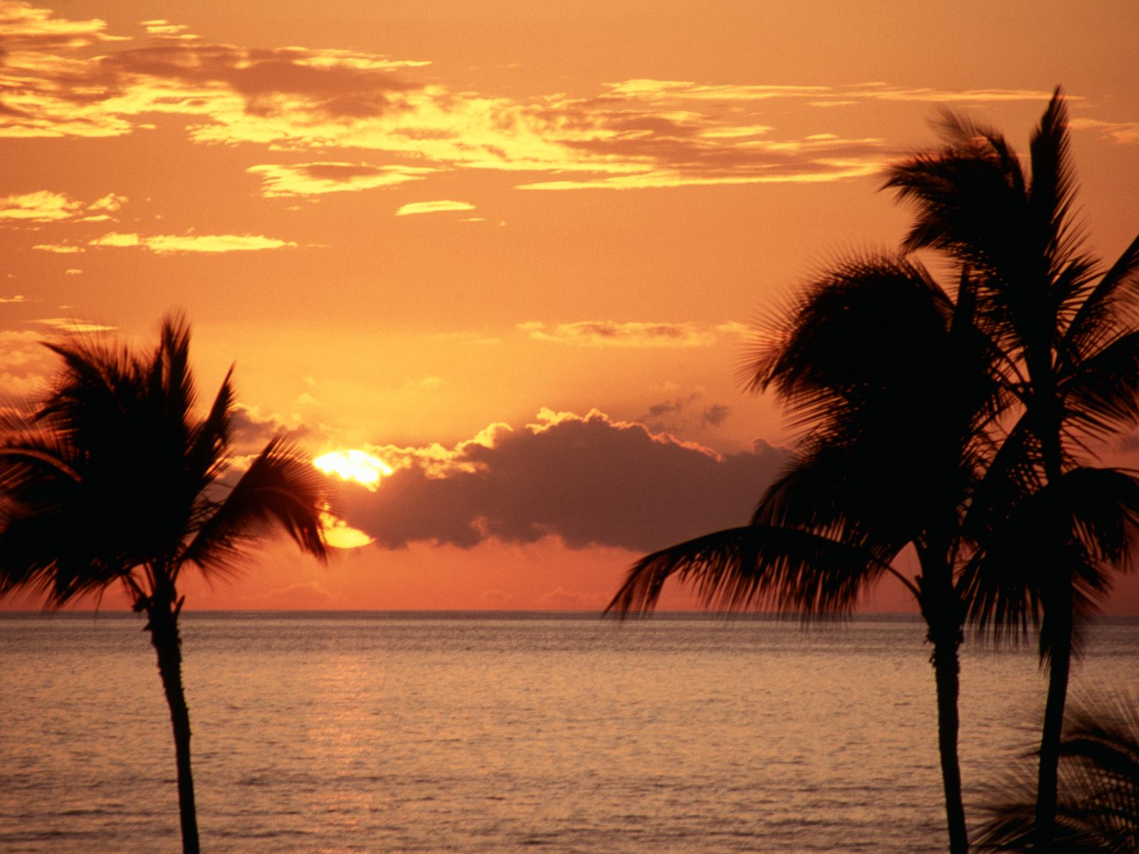 Sunset in the Tropics, Maui      ID 261