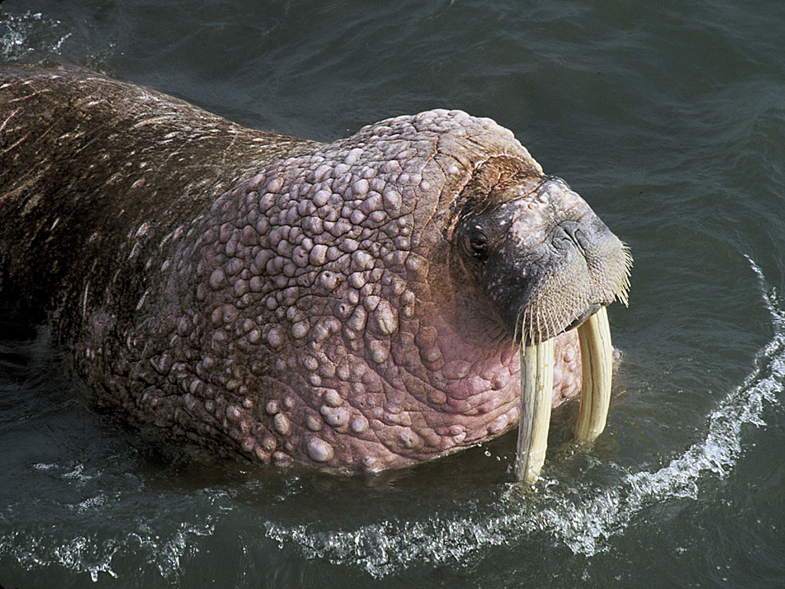 walrus image