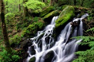 After the Rain, Tremont Area, Great Smoky Mounta