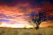 Almond Tree, Antelope Valley, California   1600x