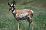 Antelope