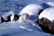 arctic fox