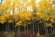 Aspen and Birch, Denali National Park, Alaska