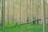 Aspen Grove, Independence Pass, Colorado   1600x