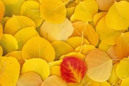 Aspen Leaves, Eastern Sierra, California   1600x