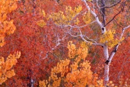 Aspen Trees, City of Rocks, Idaho   