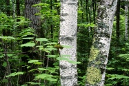 Aspen Trunks, North Woods, Quetico Provincial Pa