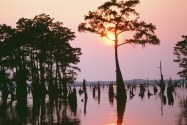 Atchafalaya Bayou, Louisiana      ID 31