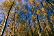 Autumn Aspens, Hidden Lake, Alaska   