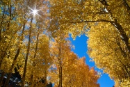 Autumn Colors, Inyo National Forest, California