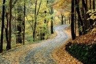 Autumn Road, Percy Warner Park, Nashville, Tenne